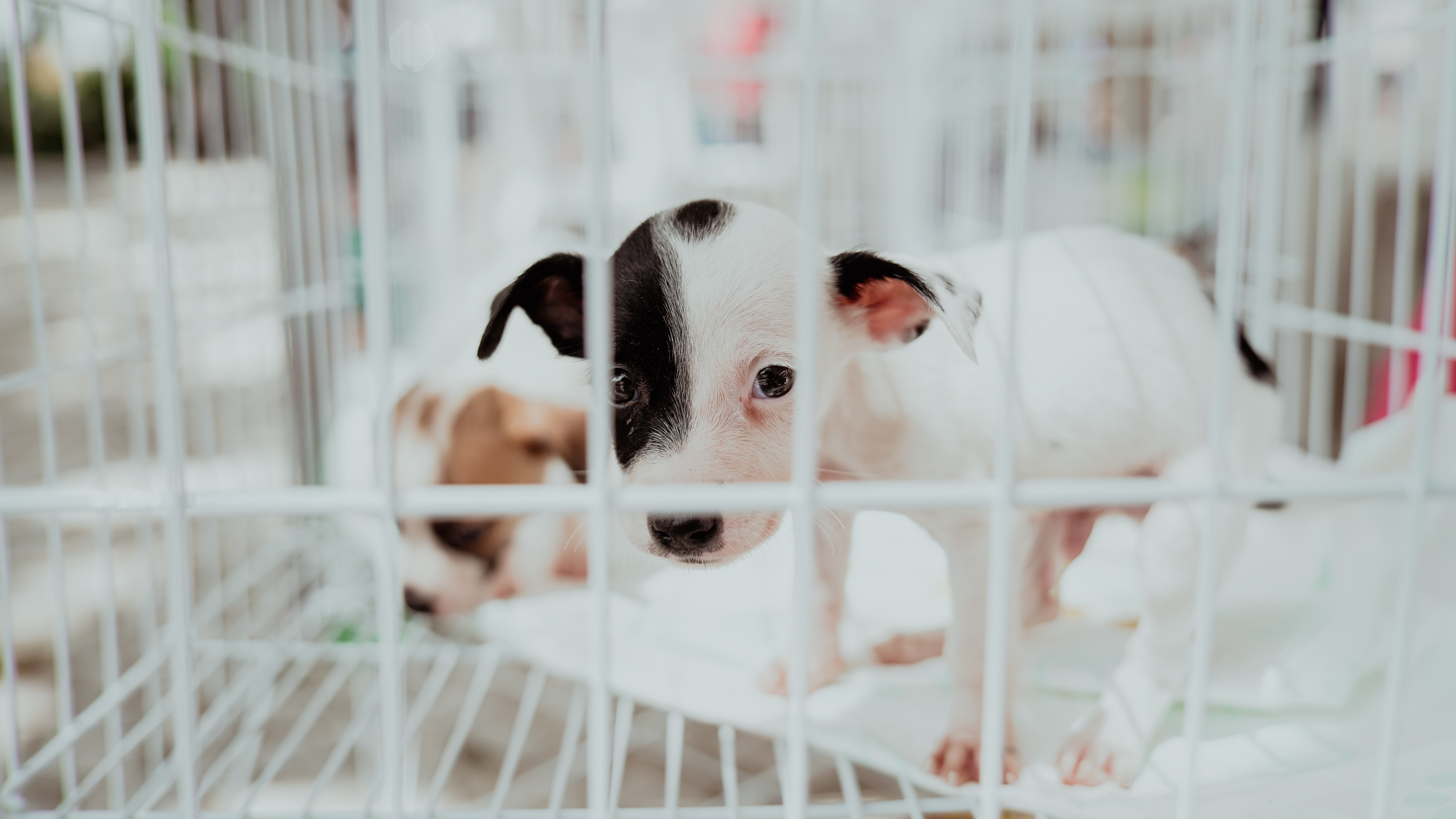 um cachorrinho filhote branco com orelhas pretas dentro de uma gaiola numa feira de adoção de animais